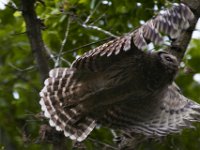 06-19-16-Piscataway-24987