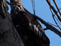 06-19-16-Piscataway-25118