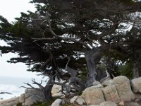 07-01-16-California-29083