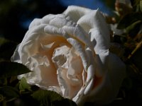 07-02-16-California-29378