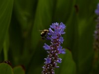 06-25-16-Nanjemoy-25757
