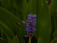 06-25-16-Nanjemoy-25764
