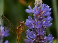 06-25-16-Nanjemoy-25766