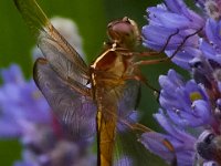 06-25-16-Nanjemoy-25769