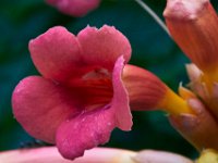 06-25-16-Nanjemoy-25794
