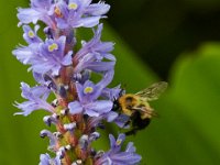06-25-16-Nanjemoy-25887