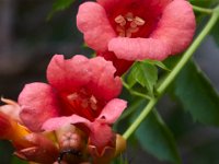 06-25-16-Nanjemoy-25892