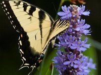 06-25-16-Nanjemoy-25913