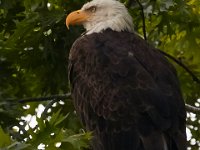 06-25-16-Nanjemoy-26017