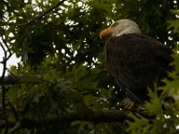 06-25-16-Nanjemoy-26038