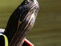 06-26-16-Rt 4-Hills Bridge-26625