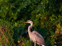 07-10-16-Nanjemoy-20611