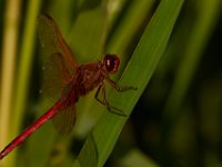 07-10-16-Nanjemoy-20780