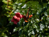 07-10-16-Nanjemoy-20976