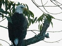 07-17-16-Tuckahoe-21014