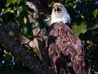 07-17-16-Tuckahoe-21242