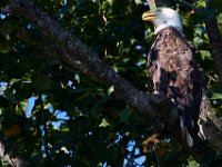 07-17-16-Tuckahoe-21285