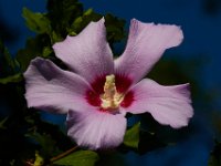 07-17-16-Tuckahoe-21447