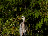 07-23-16-Rocky Gorge-21694