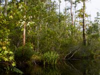 08-01-16-Alligator River-22534