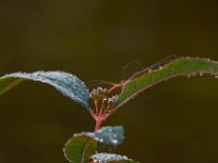 08-03-16-Indiantown Creek-22997
