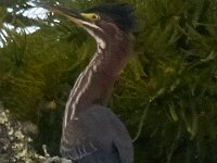 08-03-16-Indiantown Creek-23029