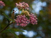 08-03-16-Indiantown Creek-23066