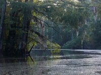 08-03-16-Indiantown Creek-23081