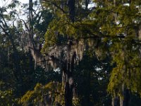 08-03-16-Indiantown Creek-23179