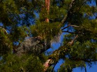 08-03-16-Indiantown Creek-23192