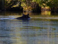 08-03-16-Indiantown Creek-23247