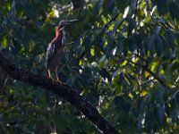 08-03-16-Indiantown Creek-23274