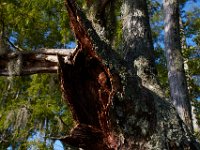 08-03-16-Indiantown Creek-23346