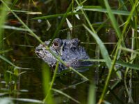 08-04-16-Alligator River-2-23578