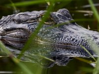 08-04-16-Alligator River-2-23679