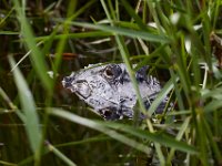 08-04-16-Alligator River-2-23683