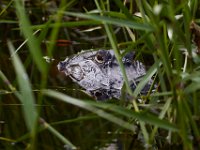 08-04-16-Alligator River-2-23684