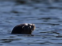 08-07-16-Nanjemoy-24014
