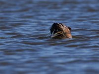 08-07-16-Nanjemoy-24045 1