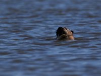 08-07-16-Nanjemoy-24045-email