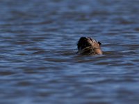 08-07-16-Nanjemoy