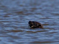 08-07-16-Nanjemoy-24046