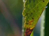 09-05-16-Nanjemoy-25710
