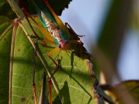09-05-16-Nanjemoy-25826