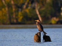 09-11-16-Mattawoman-26125