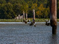 09-11-16-Mattawoman-26216