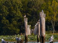 09-11-16-Mattawoman-26225