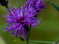 09-17-16-Piscataway-26514