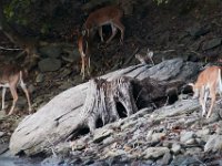 09-25-16-Rocky Gorge-27310
