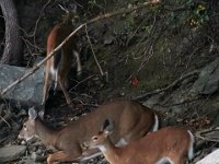 09-25-16-Rocky Gorge-27320